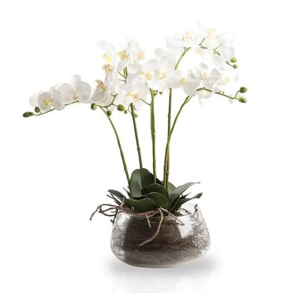 Altunizade Çiçek Siparişi Lüx Beyaz Orkideler