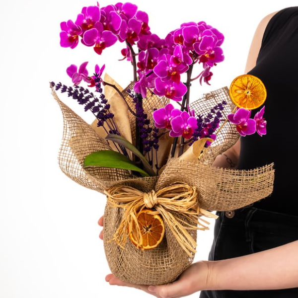 Altunizade Çiçek Siparişi Midi Mor Orkide Çiçeği