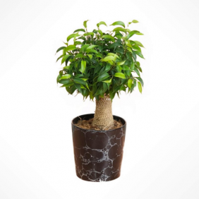 product-nav-img