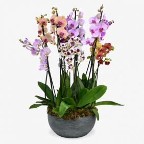  Ümraniye Çiçekçi Renkli Orkide Kokteyl 
