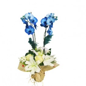  Ataşehir Çiçek Gönder Mavi Orkide & Liyum