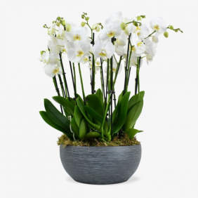 Altunizade Çiçek Siparişi Beyaz Orkide Kokteyl