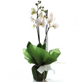  Kadıköy Çiçekçi İki Dal Beyaz Orkide