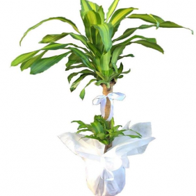 product-nav-img