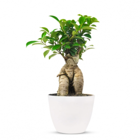 product-nav-img