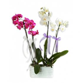  Kadıköy Çiçekçi Mor & Beyaz Orkideler
